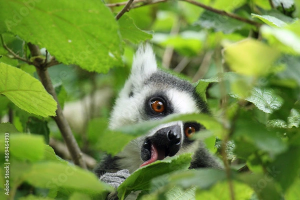 Obraz Catta in tree portrait