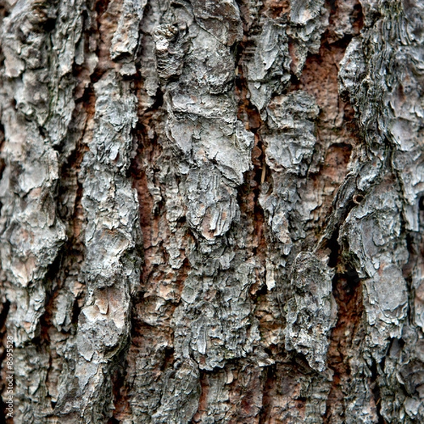 Fototapeta Fichtenrinde
