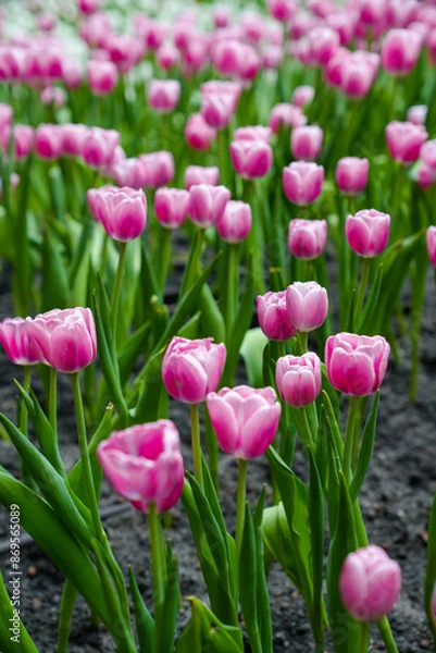 Fototapeta Colorful multicolored beds of tulips on a spring day in the field