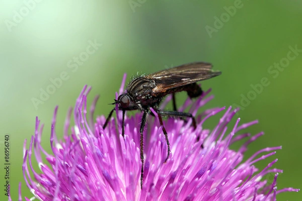 Obraz bee on a flower