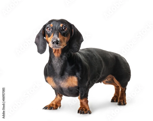 Obraz Close-up of Dachshund isolated on white background