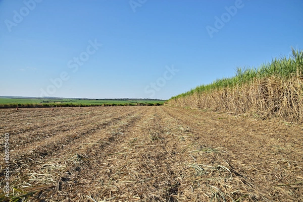 Obraz Canavial colhido com céu azul  