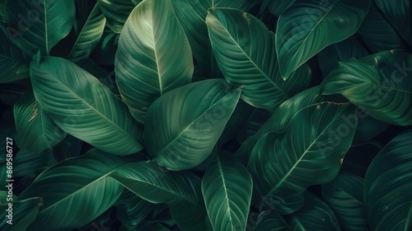 Fototapeta leaves of Spathiphyllum cannifolium in the garden, abstract green texture, nature dark tone background, tropical leaf