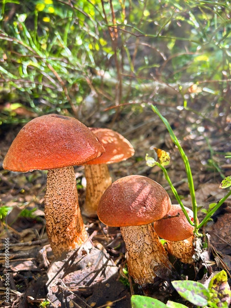 Fototapeta Family of mushrooms growing in the a family of mushrooms growing in the forest in autumn