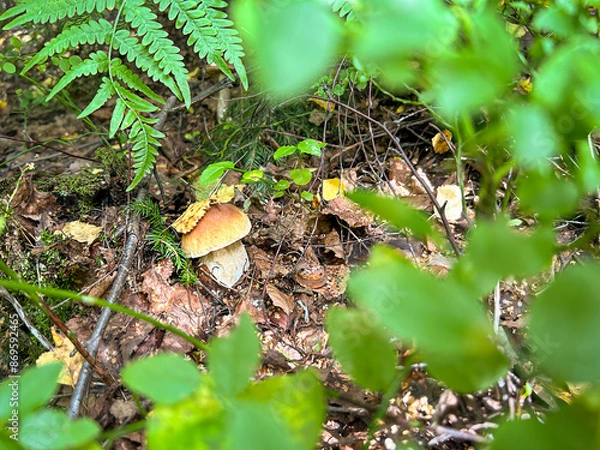 Fototapeta Small boletus growing on fern, the forest in autumn