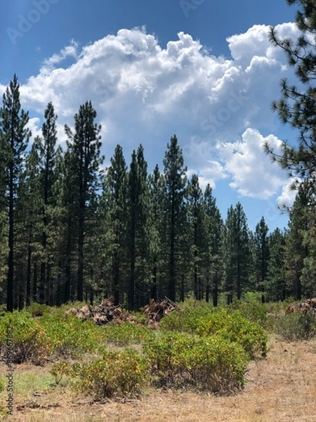 Fototapeta park state