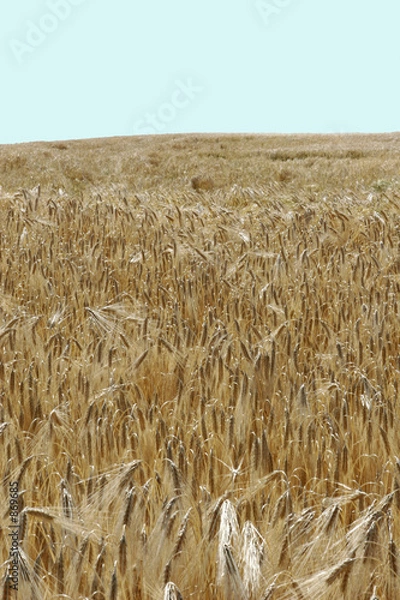 Obraz champ de blé 4