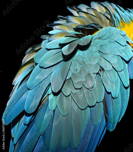 Obraz Beautiful Blue Macaw Feathers 