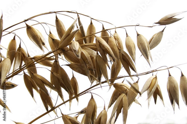 Fototapeta Haferrispe