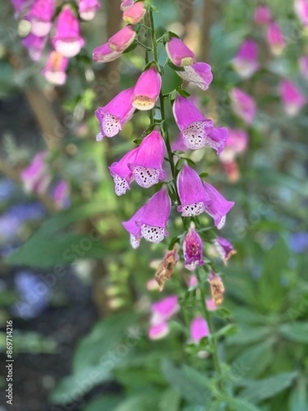 Obraz pink flowers in the wind