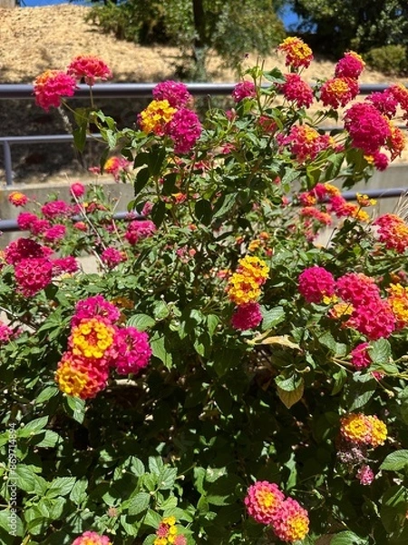 Fototapeta flowers in garden