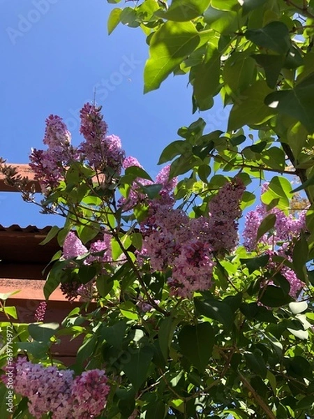 Obraz pink blossom in spring