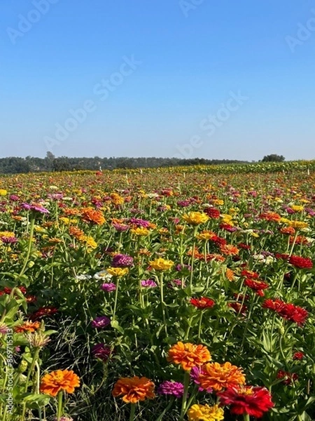 Fototapeta flower field
