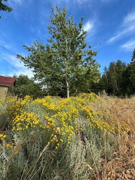 Obraz flowers on a hill