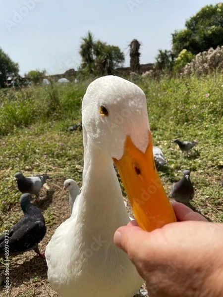 Obraz Papera che mangia da una mano