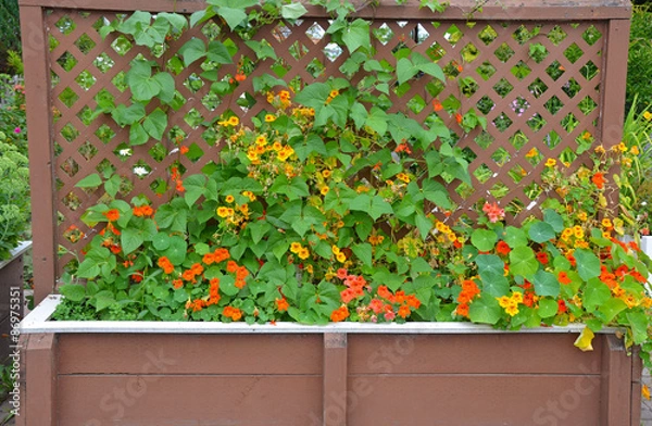 Obraz Nasturtiums growing on trellis