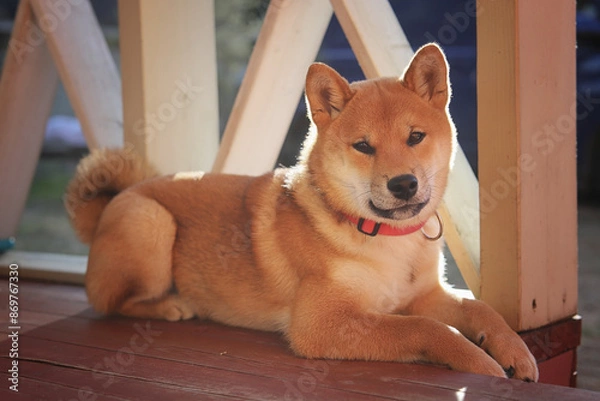 Obraz Shiba Inu puppy lies on the veranda