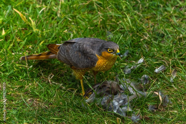 Fototapeta Sparrowhawk with a prey on grass in high resolution photo.