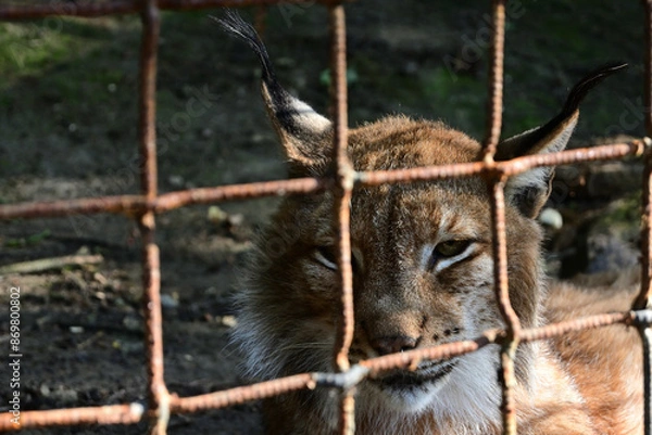 Fototapeta lynx in the zoo behind a metal fence. portrait of a lynx close-up. Eurasian lynx.