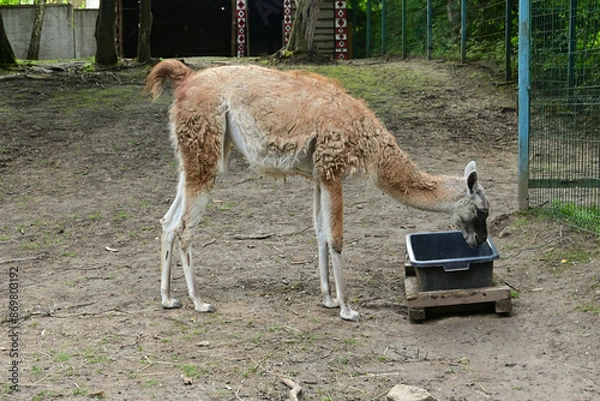 Fototapeta guanaco in the zoo. llama is eating
