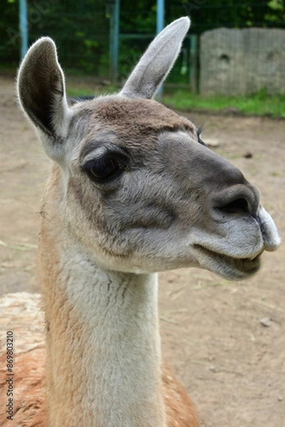 Fototapeta guanaco in the zoo. funny guanaco portrait close-up.
