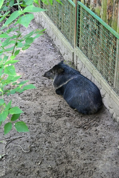 Fototapeta Tayassu pecari in the zoo
