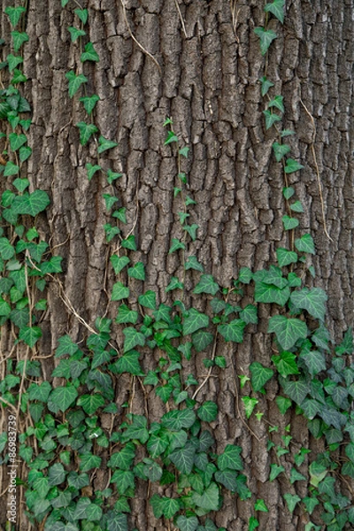 Obraz Ivy on Tree. Close up Texture.