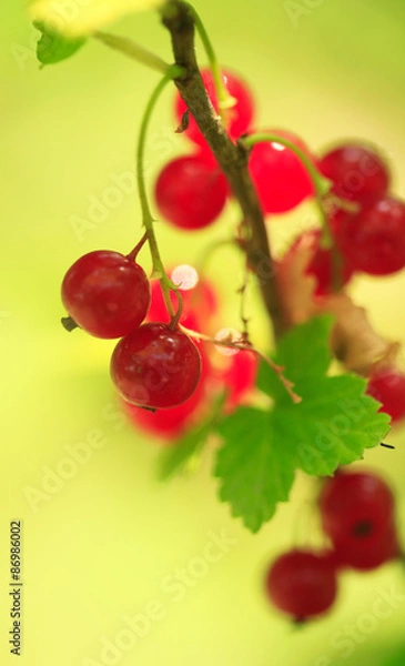 Fototapeta red current