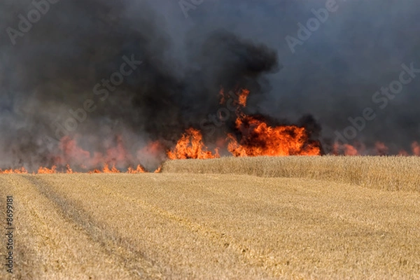 Fototapeta feldbrand