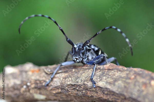 Obraz ゴマダラカミキリムシ