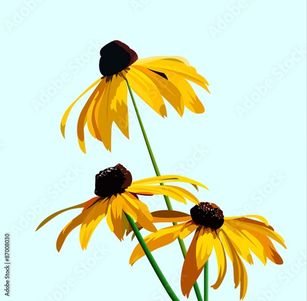 Obraz flower rudbeckia