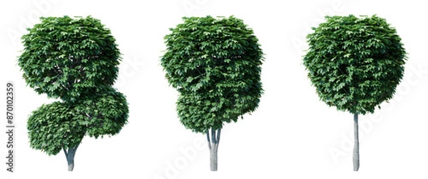 Obraz Acer globosum isolate transparent background.3d rendering