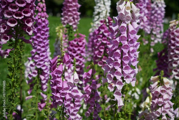 Fototapeta 優美なジギタリス