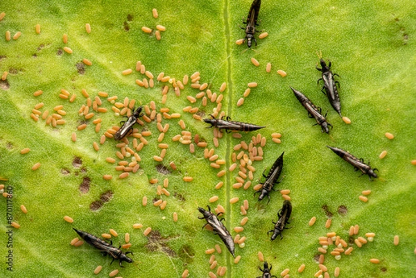 Obraz Thrips
