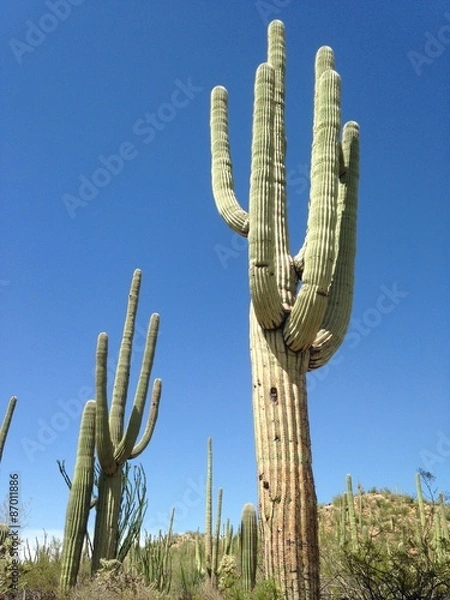 Obraz CACTUS
