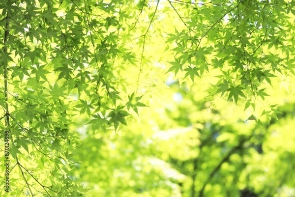 Fototapeta キラキラ木漏れ日と青モミジ