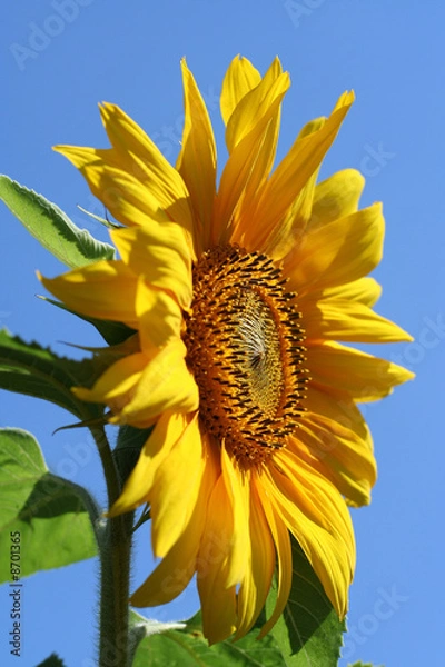 Obraz sunflower 01