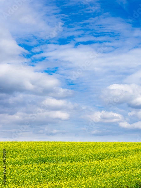 Obraz キガラシの咲く丘