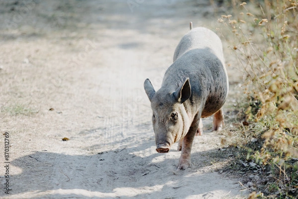 Fototapeta Pig walking along a sandy path in a rural setting