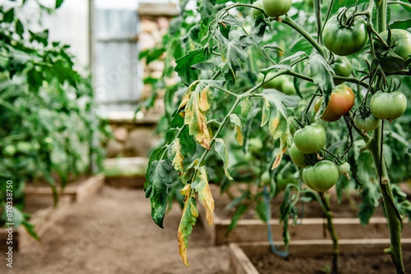 Obraz Tomato fruits affected by blossom end rot caused by calcium deficiency.