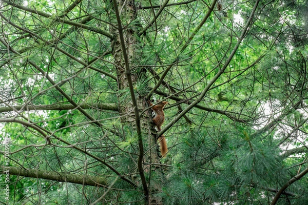 Fototapeta Red Squirrel jumps on the tree