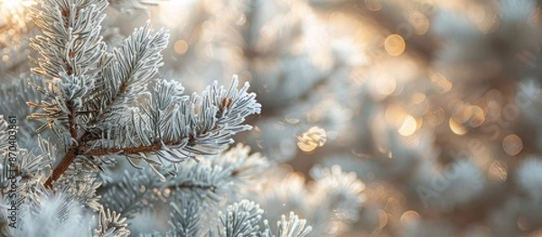 Fototapeta Luxurious Nigra Pine branch with frosted, long needles in a winter garden setting. Blurred background with selective focus for a nature-inspired copy space image.