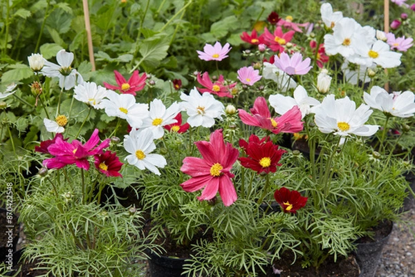 Obraz Cosmos bipinnatus plants with red, pink and white flowers