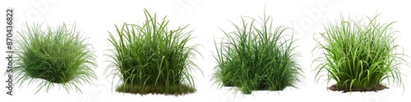 Fototapeta Lush Green Grass Clump Set, 3D Render Isolated on White Background, PNG File