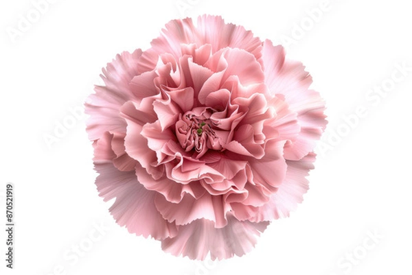 Fototapeta Pink carnation flower isolated on transparent background