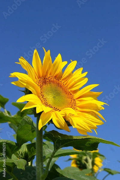 Fototapeta sunflower