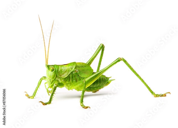Fototapeta Macro green grasshopper