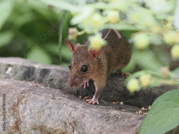 Obraz クマネズミと草花