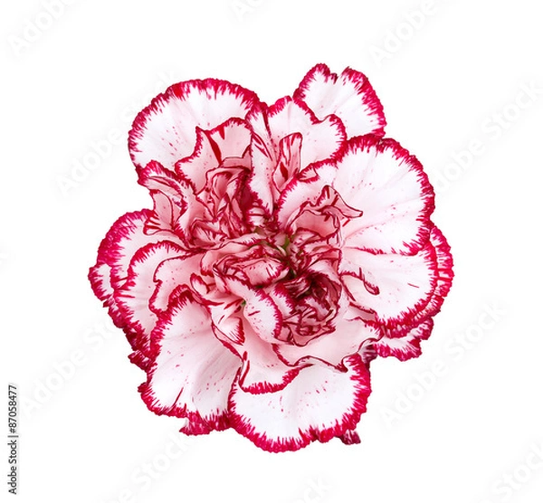 Obraz Carnation flower isolated on white background