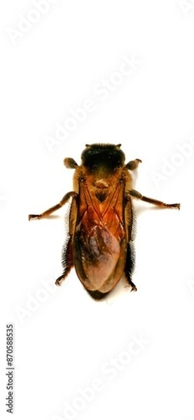 Fototapeta dead fly isolated on white